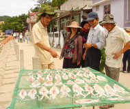 Mực 1 nắng Cù Lao Chàm