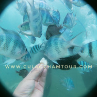 Tour Cu Lao Cham Di Bo Duoi Bien D