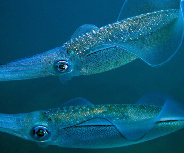 Squid Fishing Cham Island Tour 4