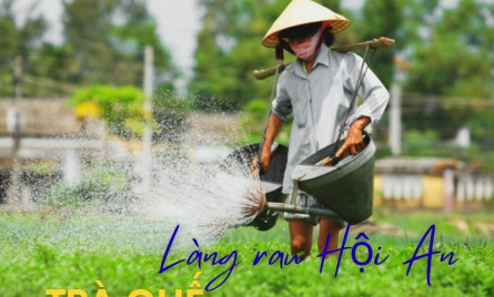 Vượt ngàn dặm xanh, tìm về làng rau Trà Quế Hội An bằng xe buýt?