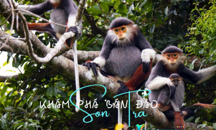 Có tour sơn trà đà nẵng 1 ngày săn hoàng hôn + voọc kết hợp không?