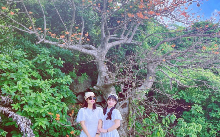 Tìm hiểu các loại cây di sản trên đảo Cù Lao Chàm