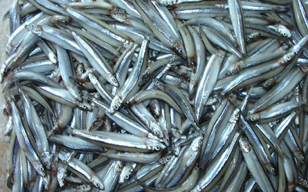 Cù Lao Chàm mùa Cá Cơm về