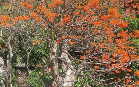 Tìm hiểu các loại cây di sản trên đảo Cù Lao Chàm