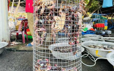 Cua Đá Cù Lao Chàm: Báu vật ẩm thực miền biển, trải nghiệm vị giác khó quên