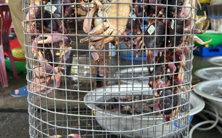 Cua Đá Cù Lao Chàm Món Hải Sản Hấp Dẫn Không Ăn Phí Một Đời