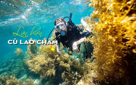 Chia Sẻ Kinh Nghiệm Lặn Biển Ngắm San Hô Đảo Cù Lao Chàm