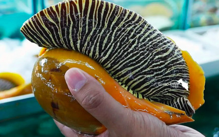 Hấp Dẫn 4 Món Ốc Nên Thưởng Thức Khi Đến Đảo Cù Lao Chàm