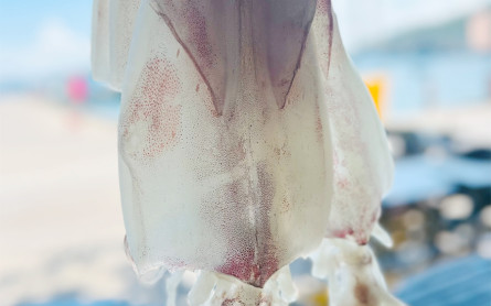 Mực Một Nắng – Món Quà Giá Trị Ý Nghĩa Từ Đảo Cù Lao Chàm