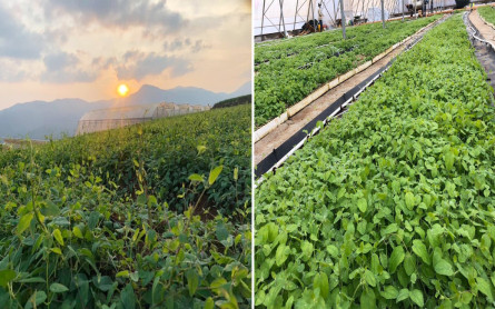 Đẳng Sâm Tây Giang Đà Nẵng Nguồn Dược Liệu Quý Gía Đến Từ Thiên Nhiên