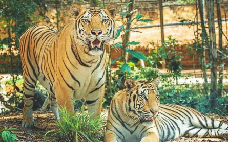 Khám Phá Công Viên Safari Vinpearl Nam Hội An Quảng Nam