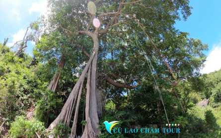 Đến đảo Cù Lao Chàm đi xe máy tham quan cây đa trăm tuổi