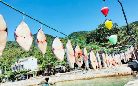“Đổ gục” trước Cá Thu một nắng Cù Lao Chàm Đà Nẵng ngon “gây thương nhớ” giữa biển xanh!