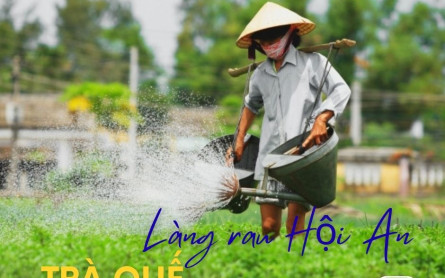 Vượt ngàn dặm xanh, tìm về làng rau Trà Quế Hội An bằng xe buýt?