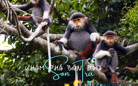 Có tour sơn trà đà nẵng 1 ngày săn hoàng hôn + voọc kết hợp không?