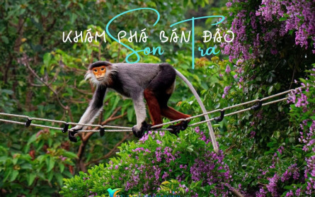 Làm sao để săn voọc Sơn Trà, Đà Nẵng (Red-shanked Douc)