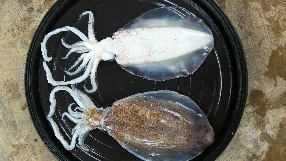 Mực tươi Cù Lao Chàm