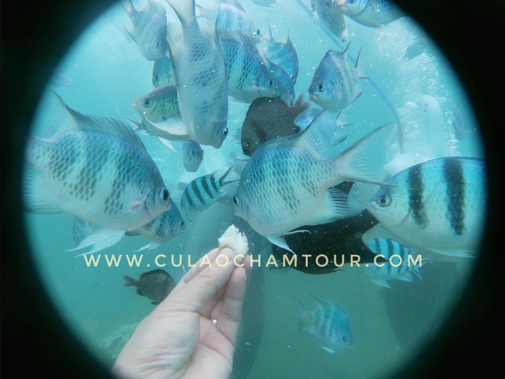 Tour đi bộ dưới biển Cù Lao Chàm